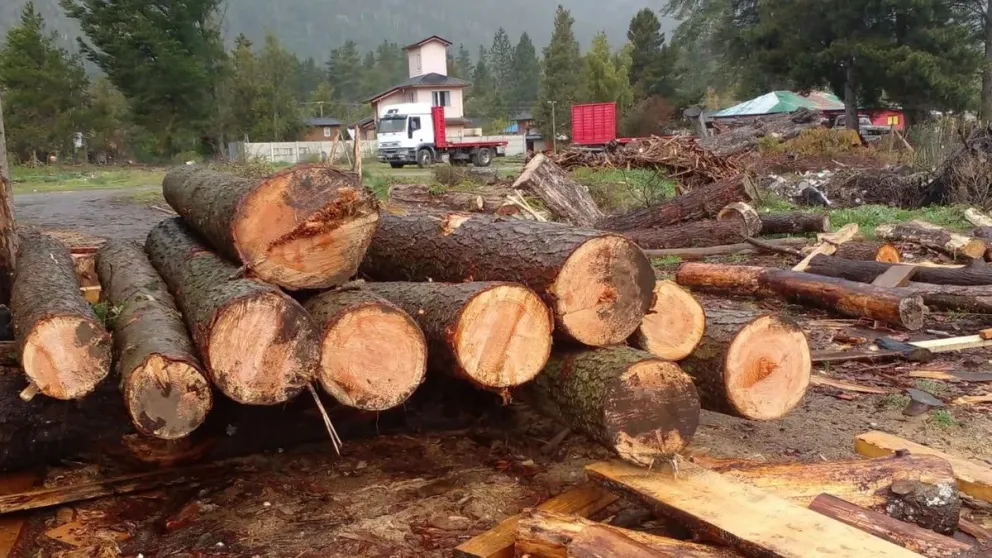 Fueron sorprendidos robando madera de algarrobo de predio privado