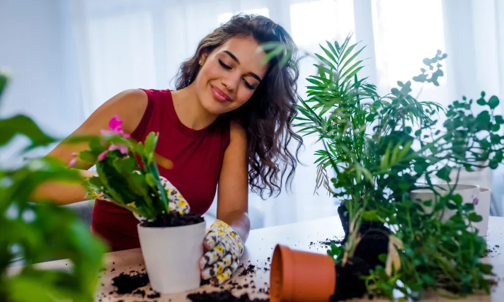 Según el Feng Shui: esta es la planta que no debes tener en casa porque atrae las desgracias