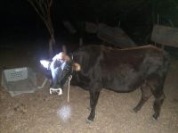 Varios caballos y vacas fueron recuperados tras distintos operativos rurales