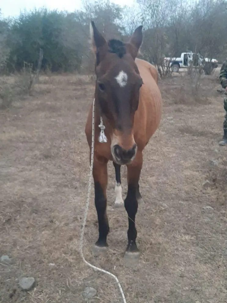 Competencia ilegal en Cafayate: un caballo chocó a un hombre y le partió las costillas