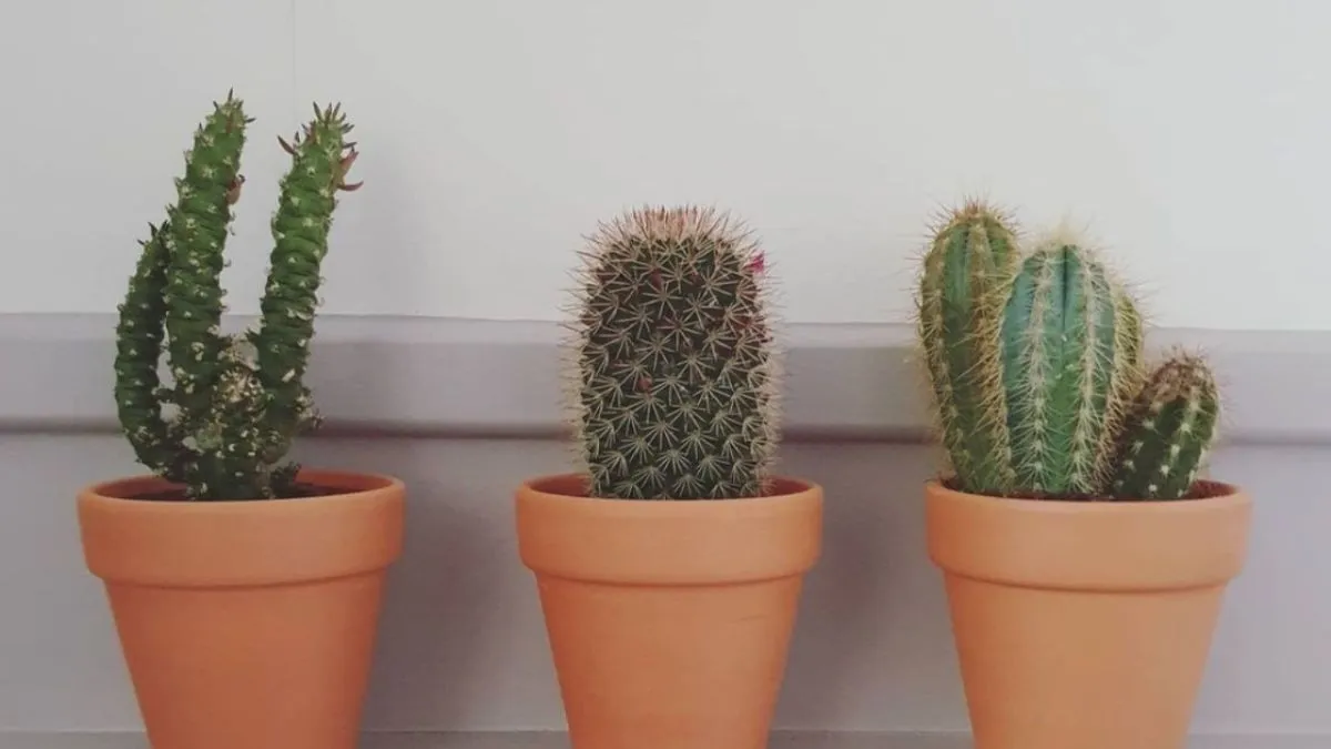 cactus