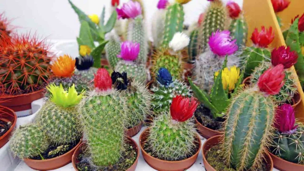 Según el Feng Shui, este es el lugar en el que jamás tenés que poner los cactus 