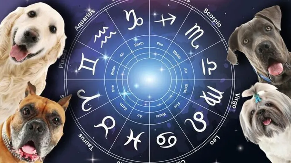 La astrología te ayuda a elegir la mascota ideal: esta es la adecuada para cada signo del zodíaco