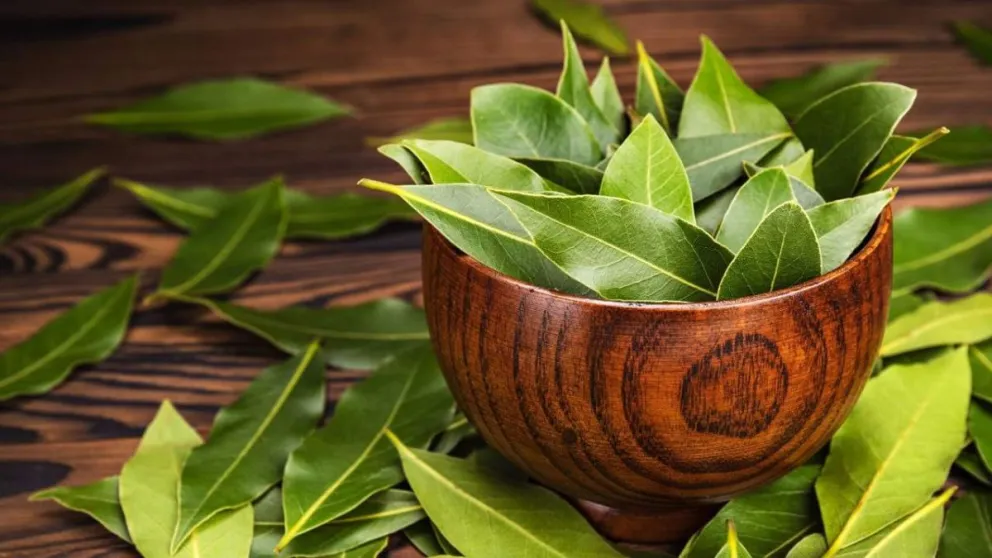 Los espectaculares beneficios de tomar té de laurel en ayunas y antes de dormir: detalles