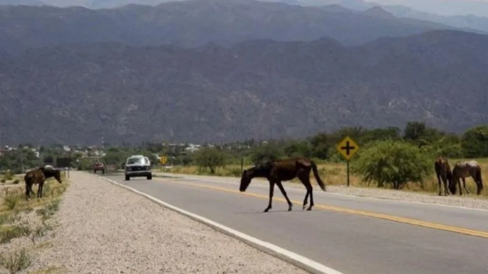 Alertan a conductores por caballos sueltos sobre Avenida ExCombatientes