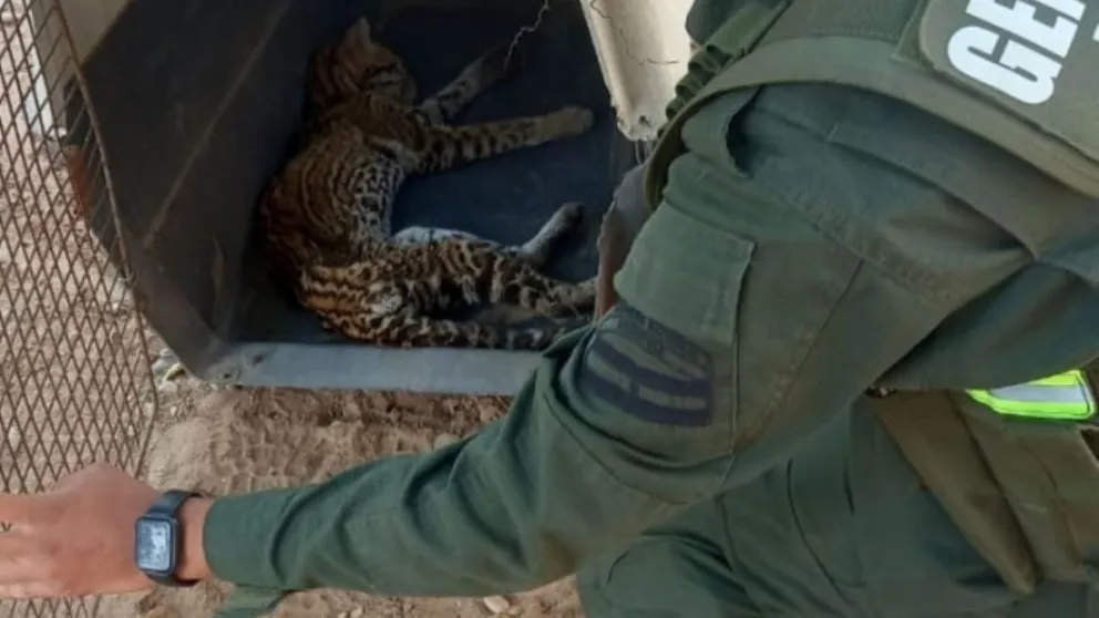 Rescataron a un gato montés que se encontraba herido dentro de una finca