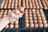 Alertan sobre un posible aumento en el precio del pollo y los huevos en Salta 