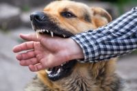 Se reportó un alarmante aumento de mordeduras de perros en Salta