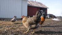 Resurge la gripe aviar en Salta: el Senasa detectó casos positivos en una casa con 40 gallinas     