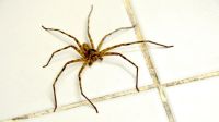 Espeluznante experiencia: el insólito motivo por el cual un hombre casi muere asfixiado por una araña
