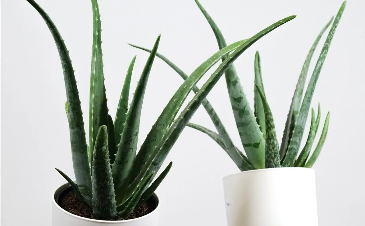 ALOE VERA