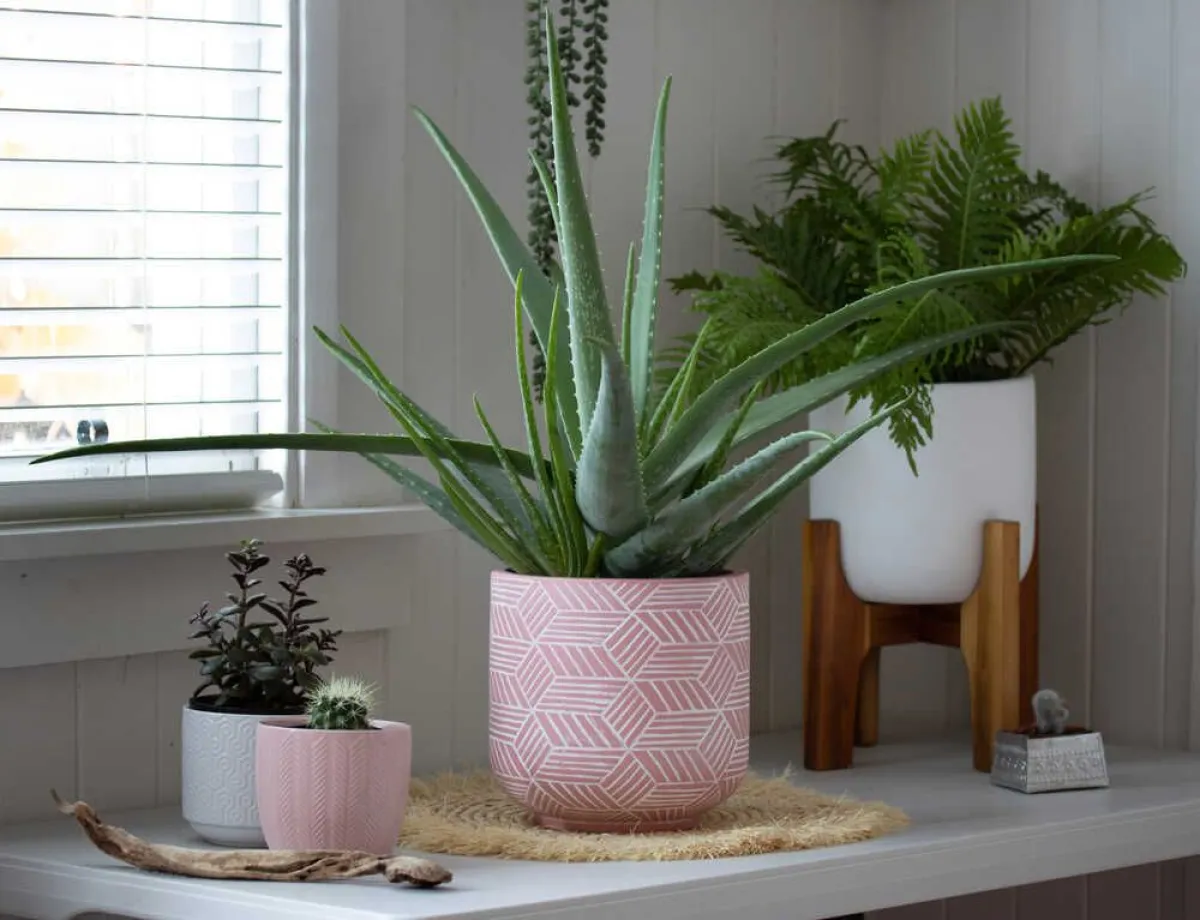 ALOE VERA