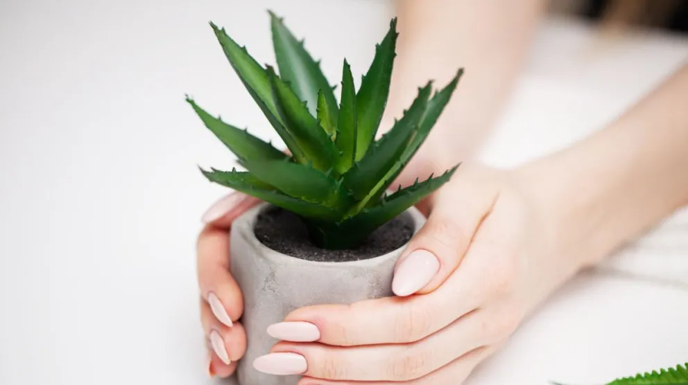 Feng Shui: en este lugar de tu casa debes colocar el aloe vera para atraer el éxito y dinero