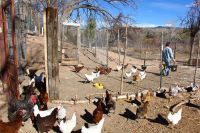 Debido al nuevo brote de gripe aviar, desinfectan vehículos en la entrada a Río Piedras