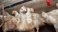   Sacrificaron 300 aves para controlar el brote de gripe aviar en Metán  