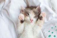 No lo creerás: Conoce cuánto le importas a tu gato según su forma de dormir