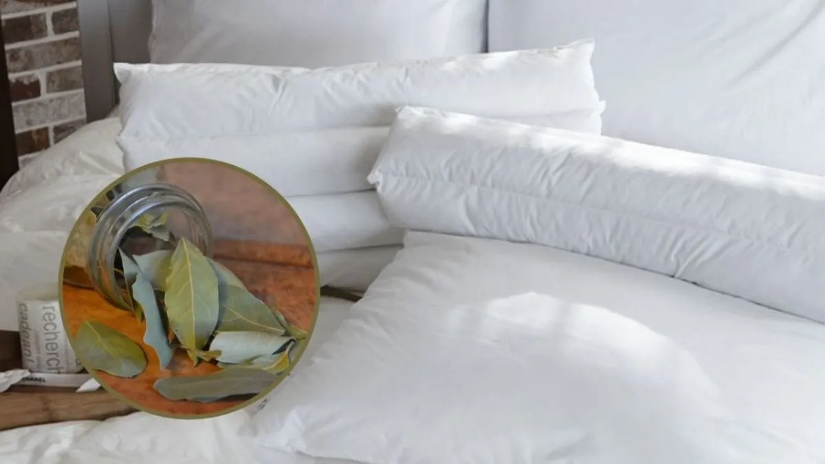 laurel bajo almohada