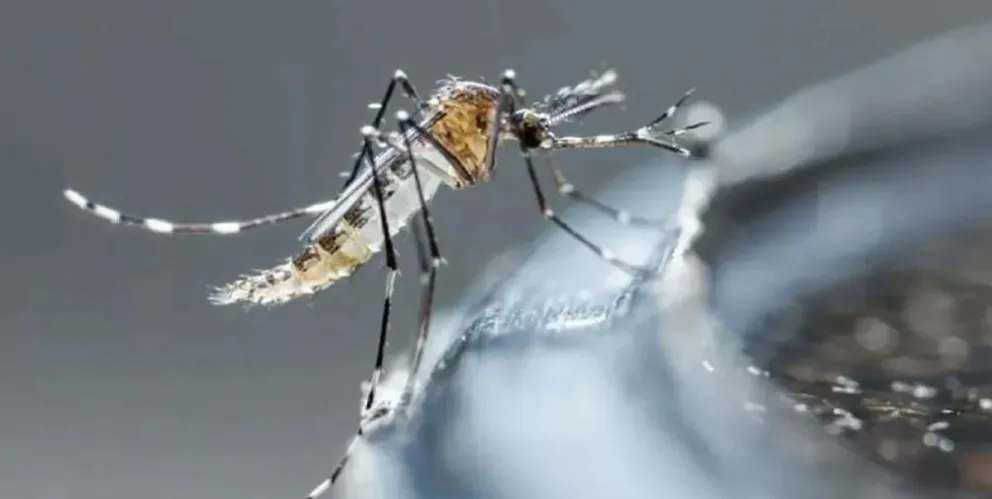 Dengue en Salta: recomiendan una serie de medidas preventivas para evitar la propagación