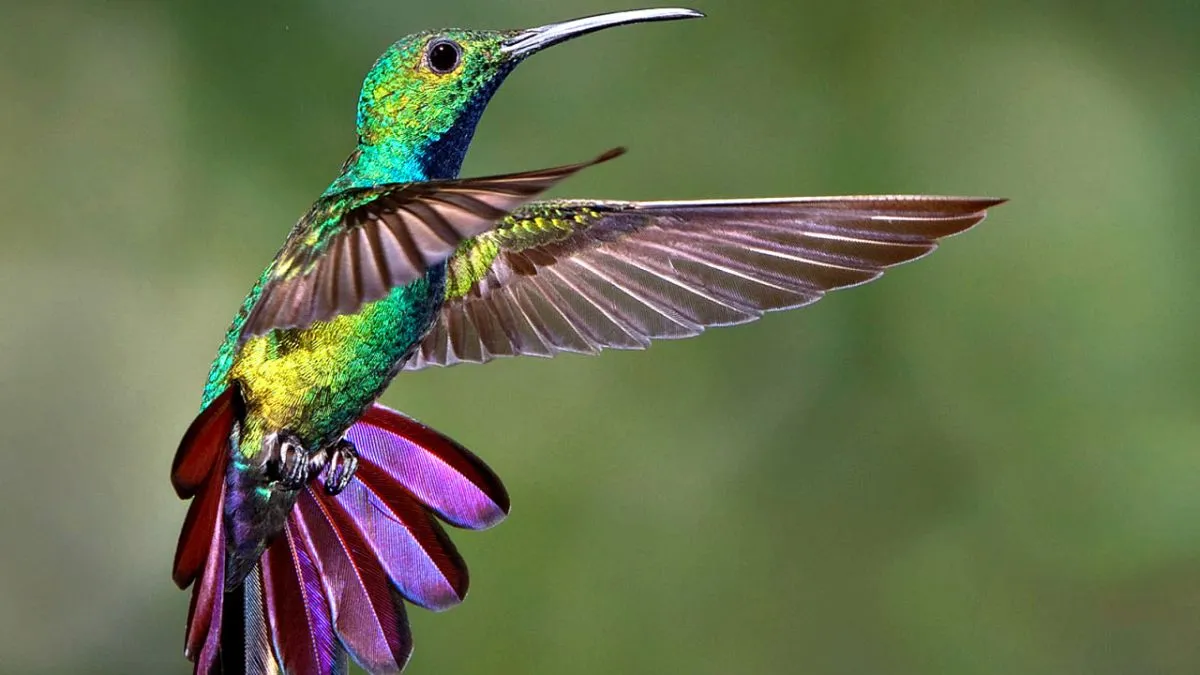 colibr&iacute;