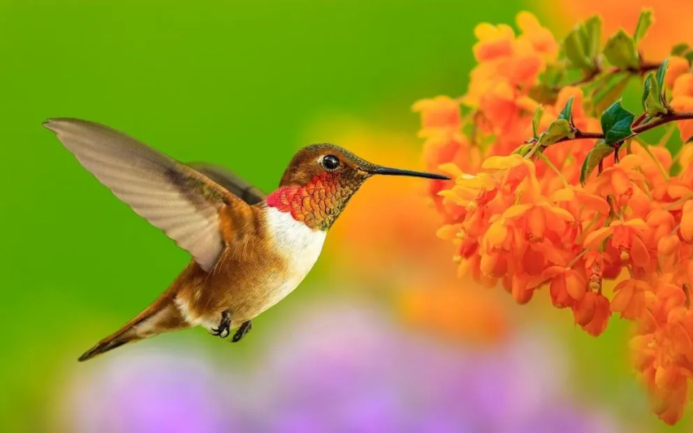 Esto es lo que significa cuando un colibrí aparece en tu casa