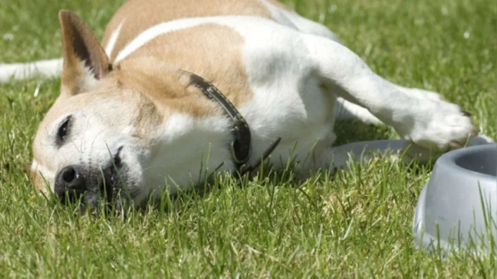 Vecinos de Rosario de Lerma denunciaron que están dando comida envenenada a los perros de la zona