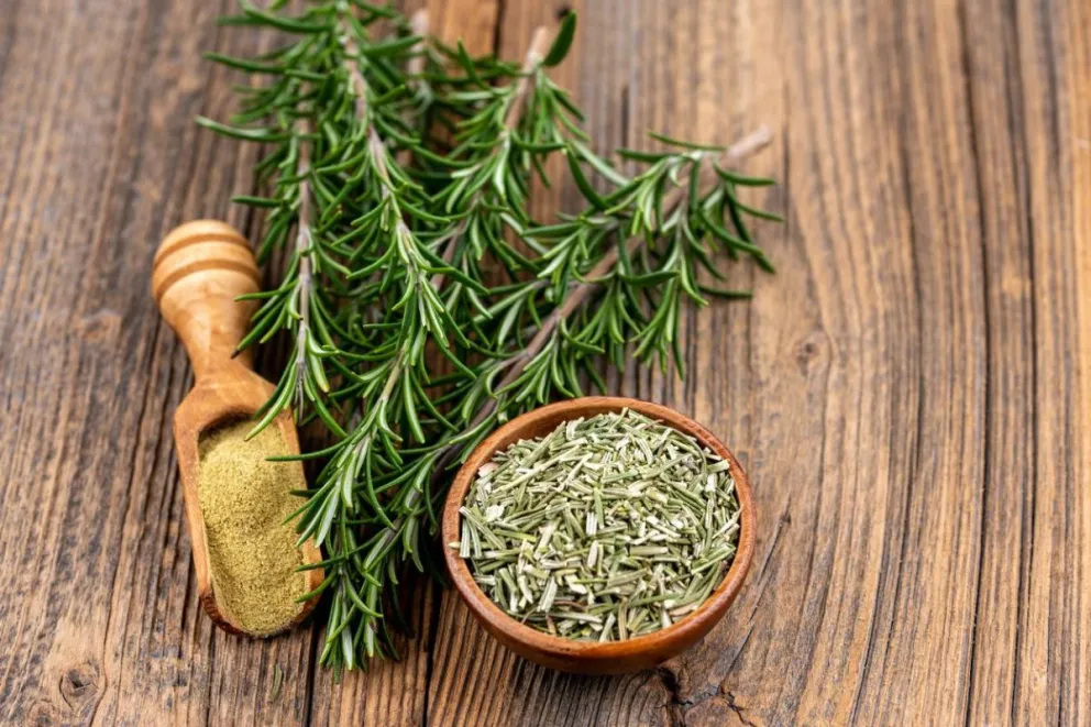 En estos lugares de la cocina puedes colocar romero y atrae la abundancia de forma natural