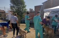 Las jornadas de vacunación antirrábica y desparasitación de animales en Salta continúan en la zona oeste
