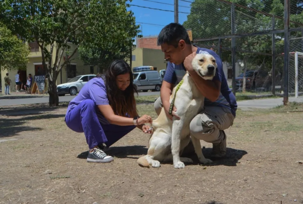 Jornadas de vacunación antirrábica y desparasitación de animales en Salta: conocé el cronograma de actividades