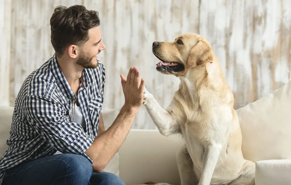 Descubrí las cosas que más detestan los perros de sus dueños: entenderás muchas cosas