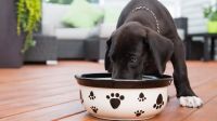 Salud canina: con este económico ingrediente podés darle todos los nutrientes a tu perro