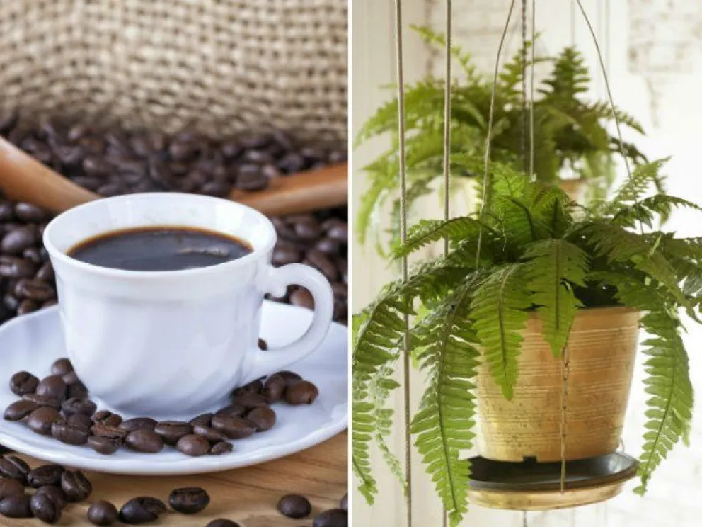 Usando restos de café podrás salvar la vida de tus plantas: aquí todos los trucos que no conocías