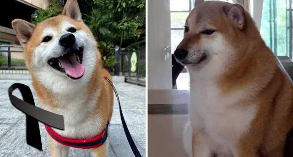 Tristeza y conmoción en redes sociales: murió “Cheems”, el perro más viral de Internet