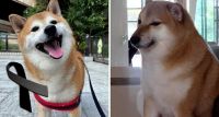 Tristeza y conmoción en redes sociales: murió “Cheems”, el perro más viral de Internet