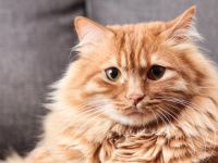 Según un veterinario influencer, estas son las razas de gatos que no hay que tener