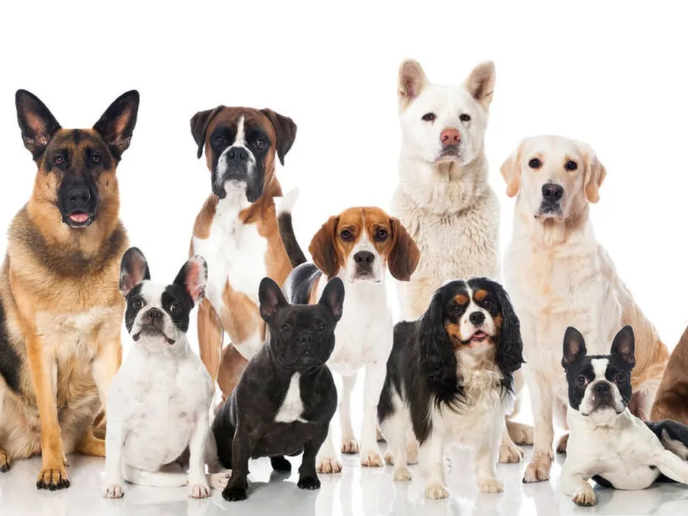 Estas son las 10 razas de perros más inteligentes: controla, tu mascota puede ser uno de ellos