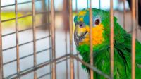 Contrabando de animales: transportaban 52 aves en un camión de Jujuy hacia Salta
