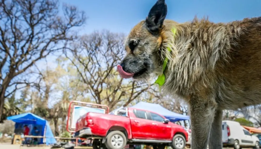 Milagro 2023: se colocará cintas de colores para identificar a los perros peregrinos