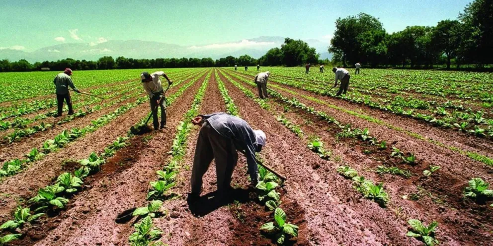 El sector tabacalero de Salta agradeció a Gustavo Sáenz y celebró la eliminación de retenciones