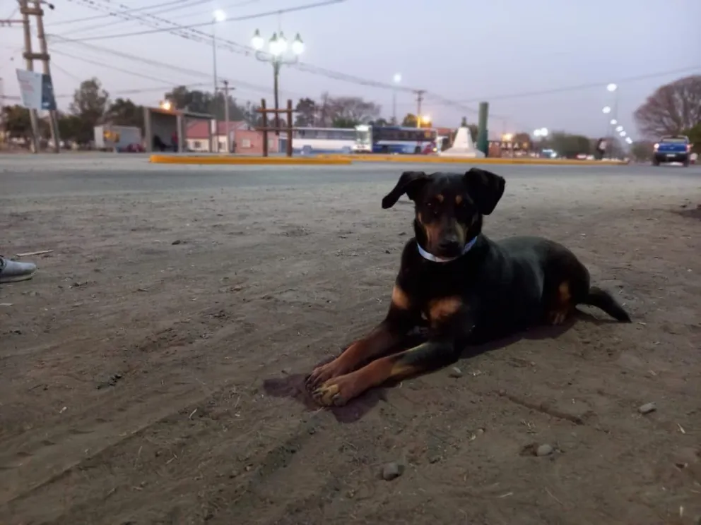 Milagro 2023: qué hacer en caso de encontrar perros peregrinos perdidos