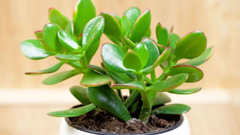 2 lugares clave para colocar el árbol de la abundancia en tu hogar para atraer riqueza