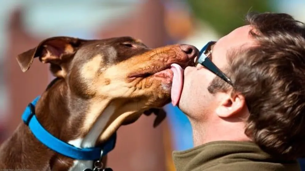 El verdadero motivo por el que los perros lamen a sus dueños: son 4 causas, según los científicos