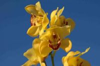 ¿Tienes orquídeas en tu casa? en estos lugares debes colocarlas para atraer dinero y abundancia