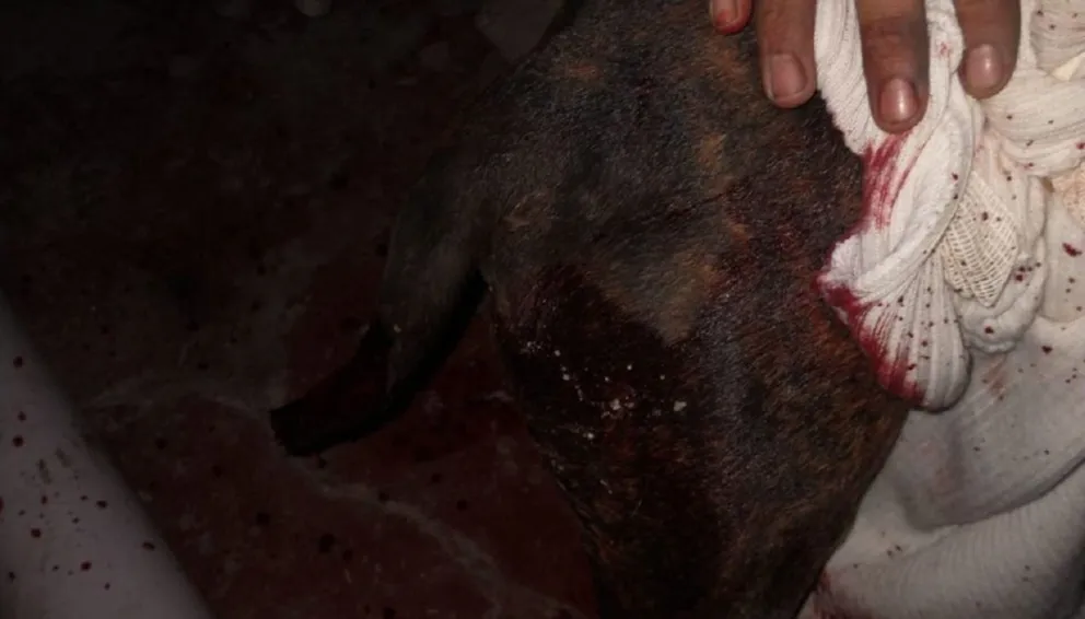 Brutal agresión: un hombre atacó a un perro a machetazos en zona oeste