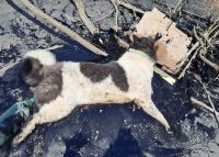 Gran accionar: Bomberos rescatan a perra atrapada en alquitrán