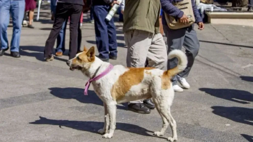 Tras la Procesión del Milagro, 12 perros perdidos fueron entregados a sus dueños