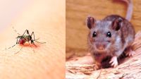 Orán otra vez en alerta sanitaria: nuevos casos de hantavirus y preocupación por el dengue