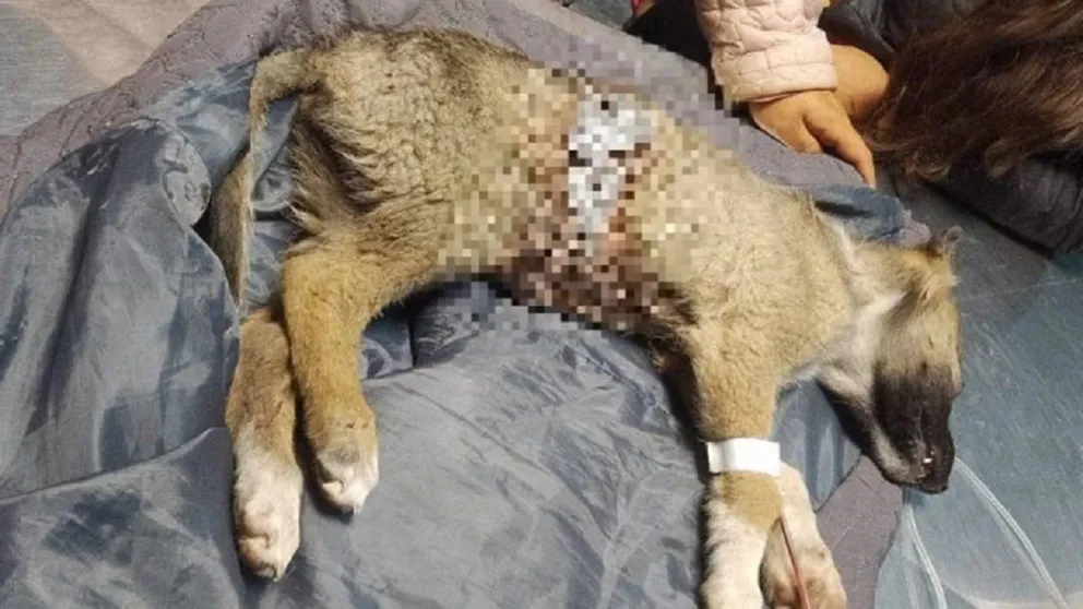 Horror en El Galpón: el hombre que mató al perro tenía antecedentes de violar a otros animales