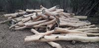 Autoridades policiales incautaron 150 árboles de Palo Santo en el norte de Salta