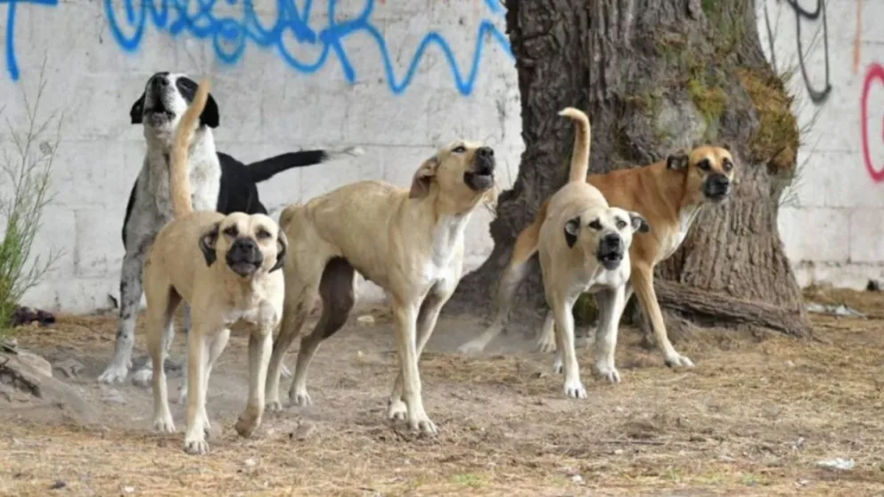Niño salteño jugaba en la plaza y fue atacado por un perro, terminó hospitalizado