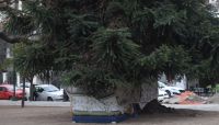 Mujer salteña pide ayuda: vive debajo de un árbol en Plaza Güemes con su hija enferma